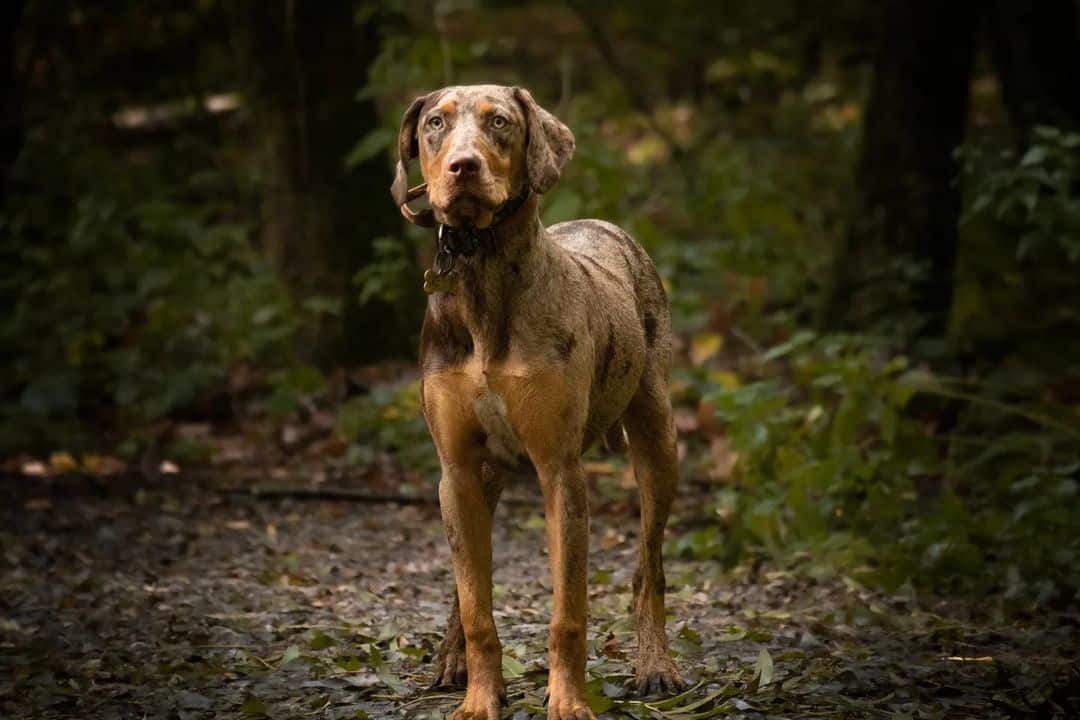 catahoula leopard dog standing