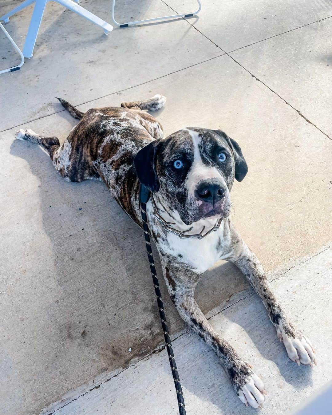 Catahoula Pit Bull Terrier Mix