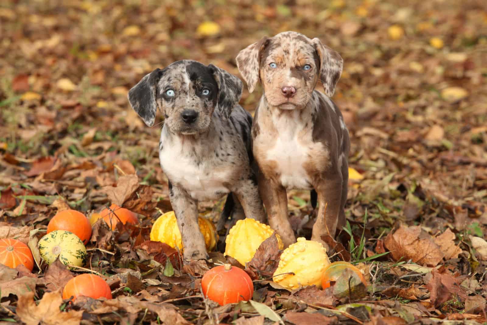 catahoula puppies