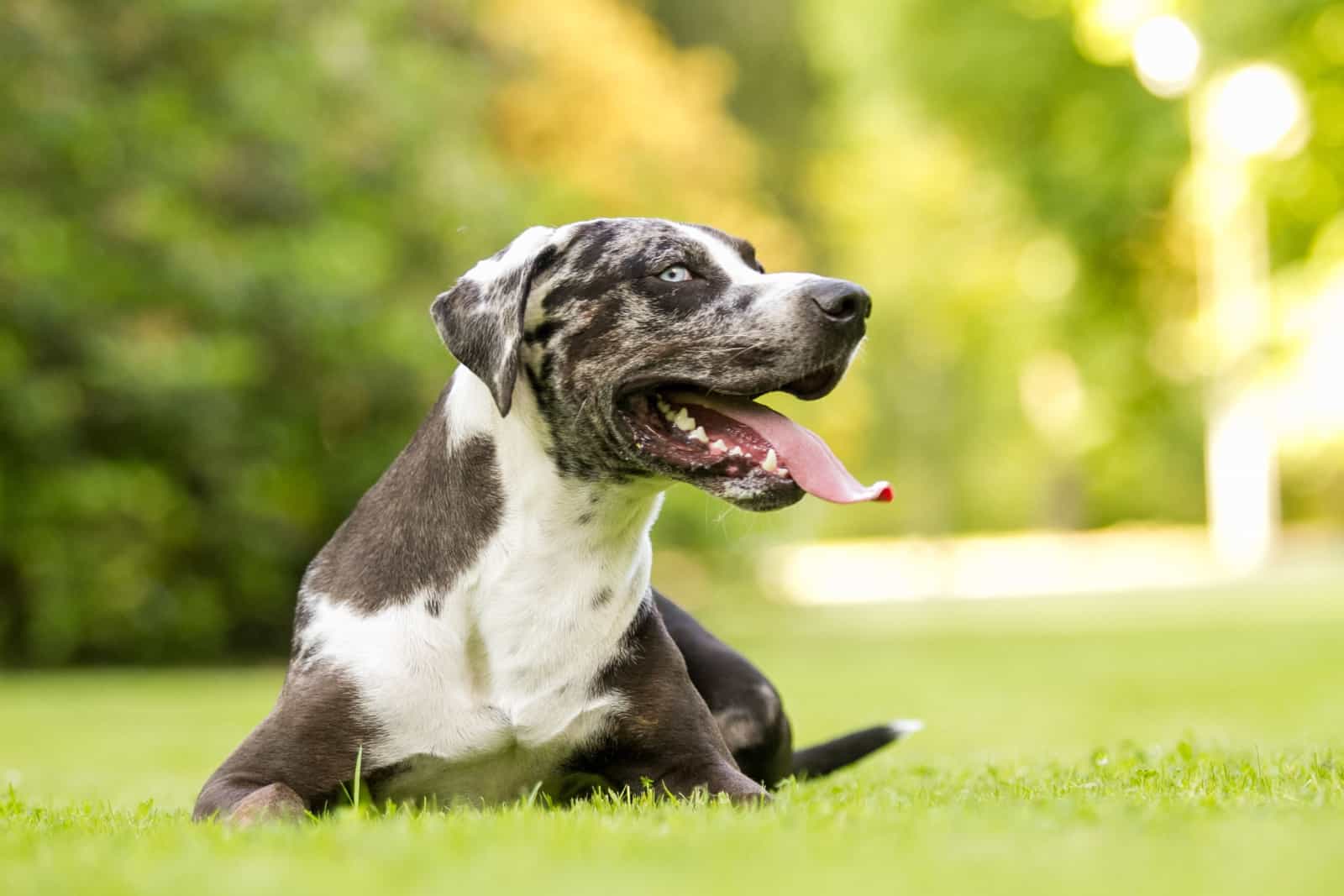 catahoula resting