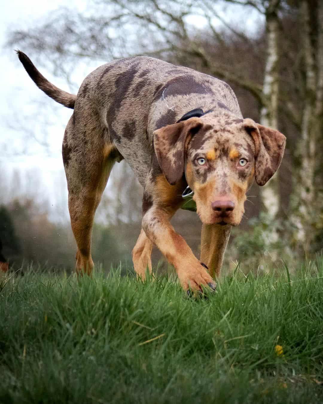 catahoula walking