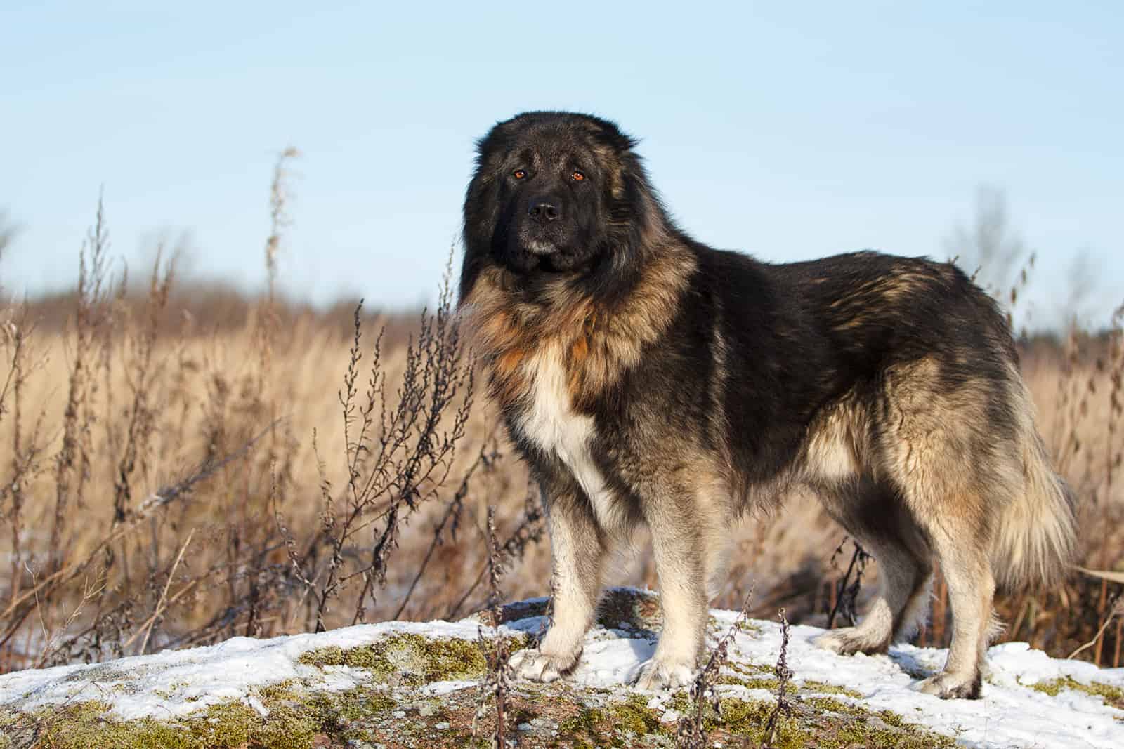 caucasian shepherd dog in autumn field