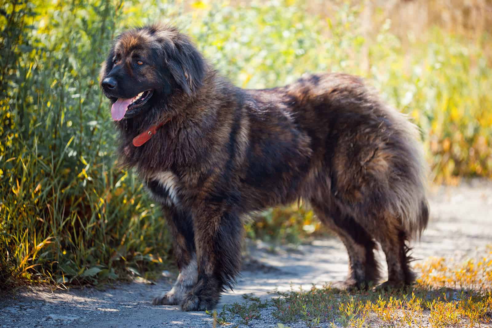 caucasian shepherd dog in the yard