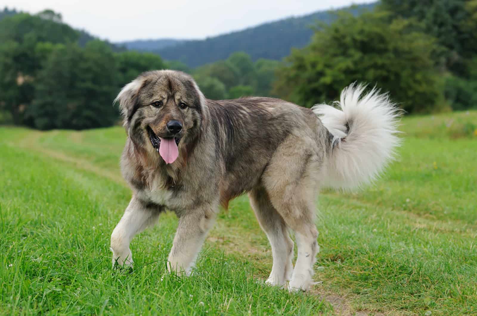 caucasian shepherd dog running on a medow