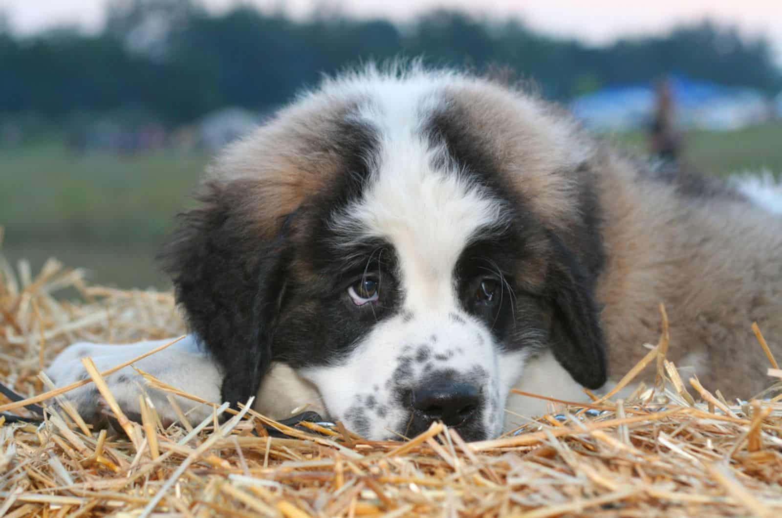 caucasian shepherd puppy lying on a straw