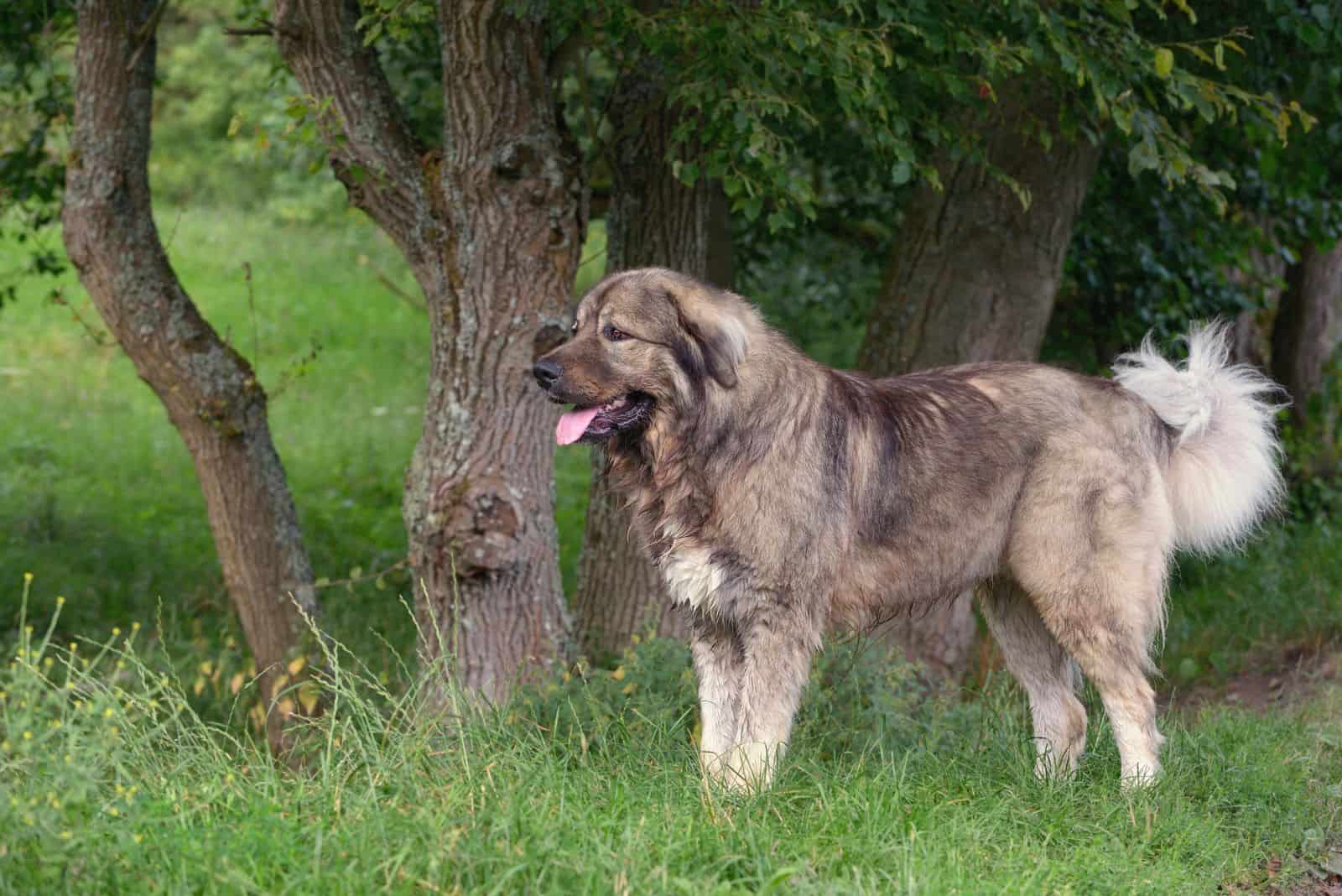 Caucasian Shepherd standing in a meadow