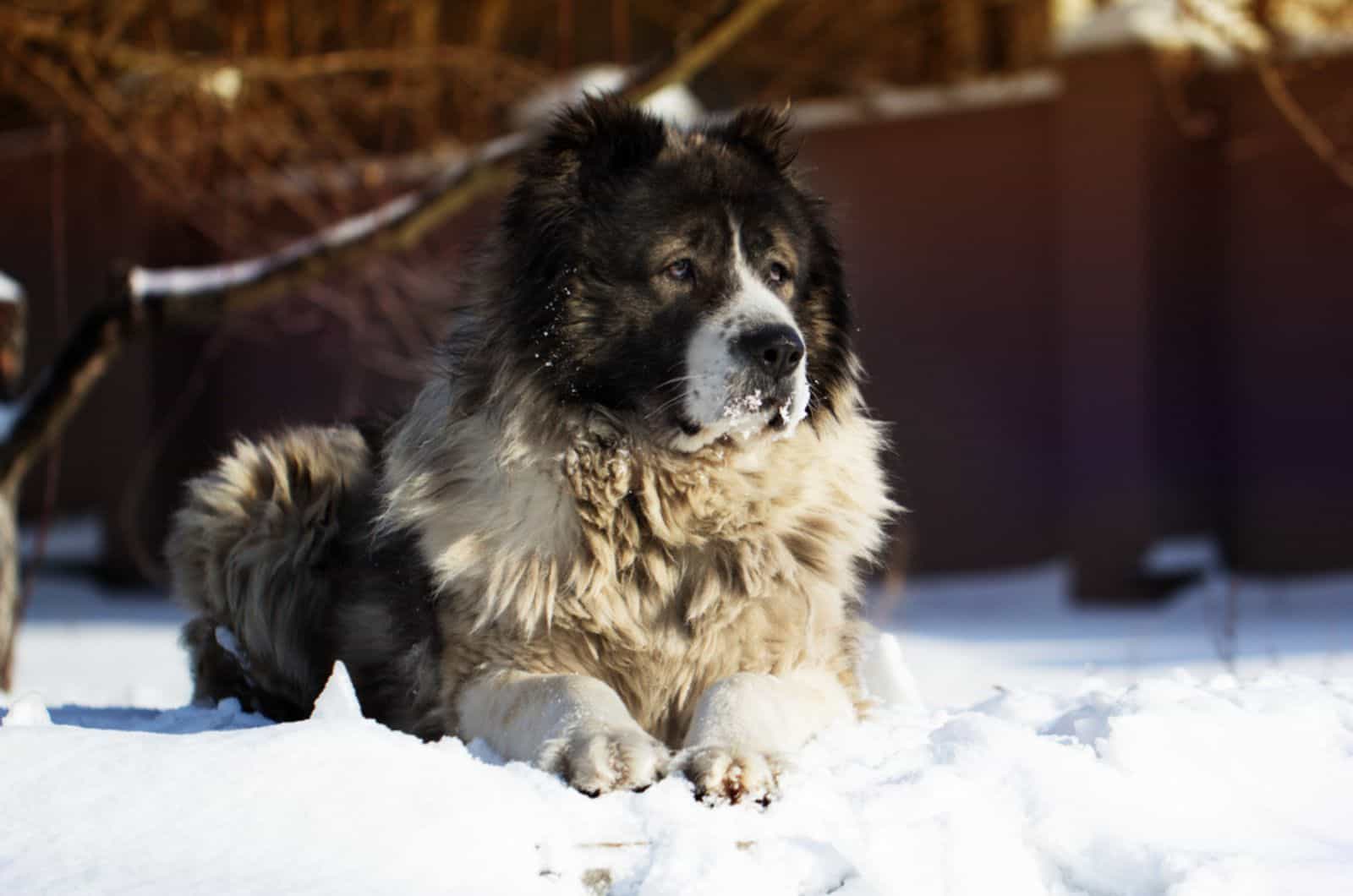 caucasian shepherd lying in the snow