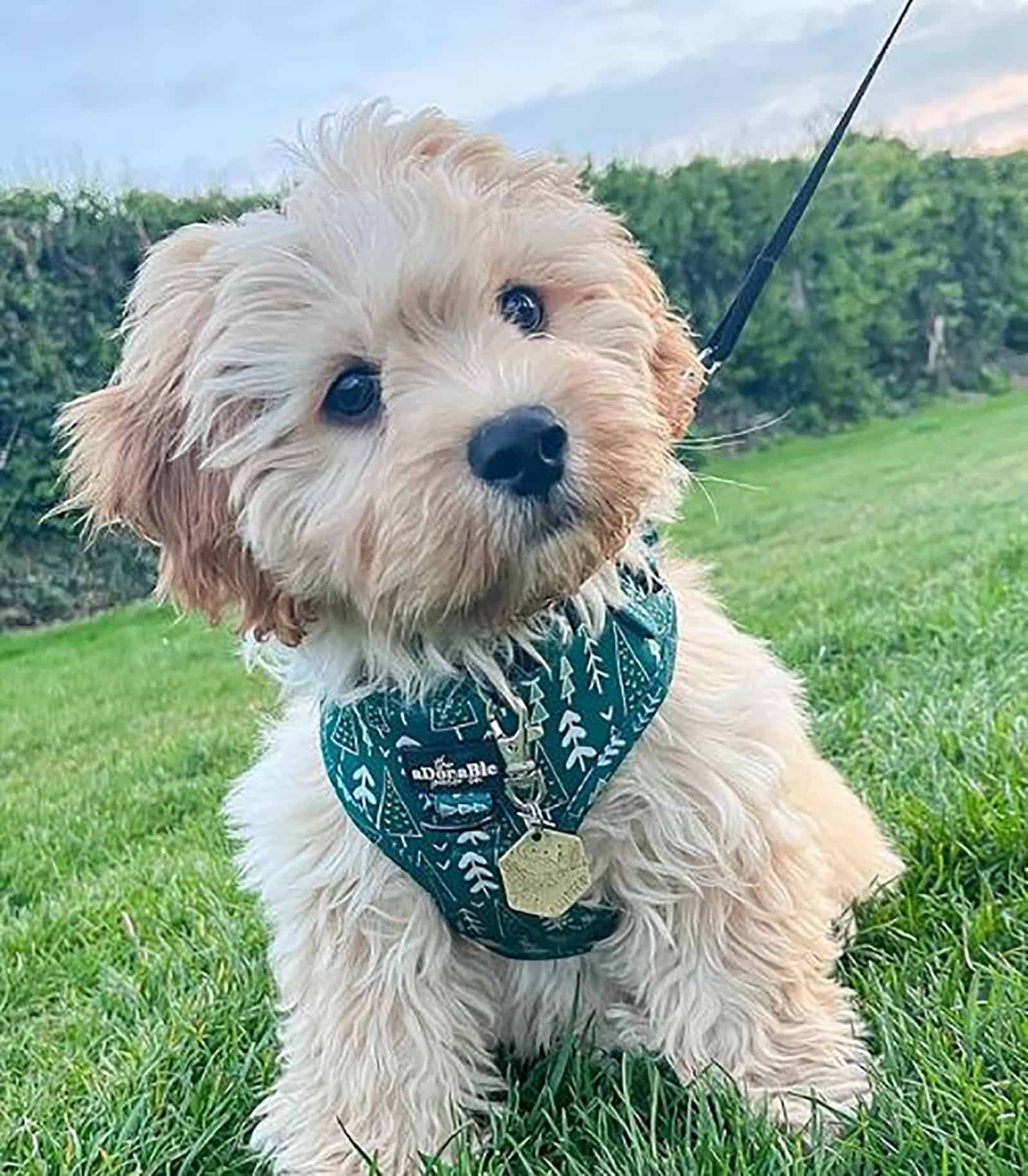 cavachon dog sitting in the grass