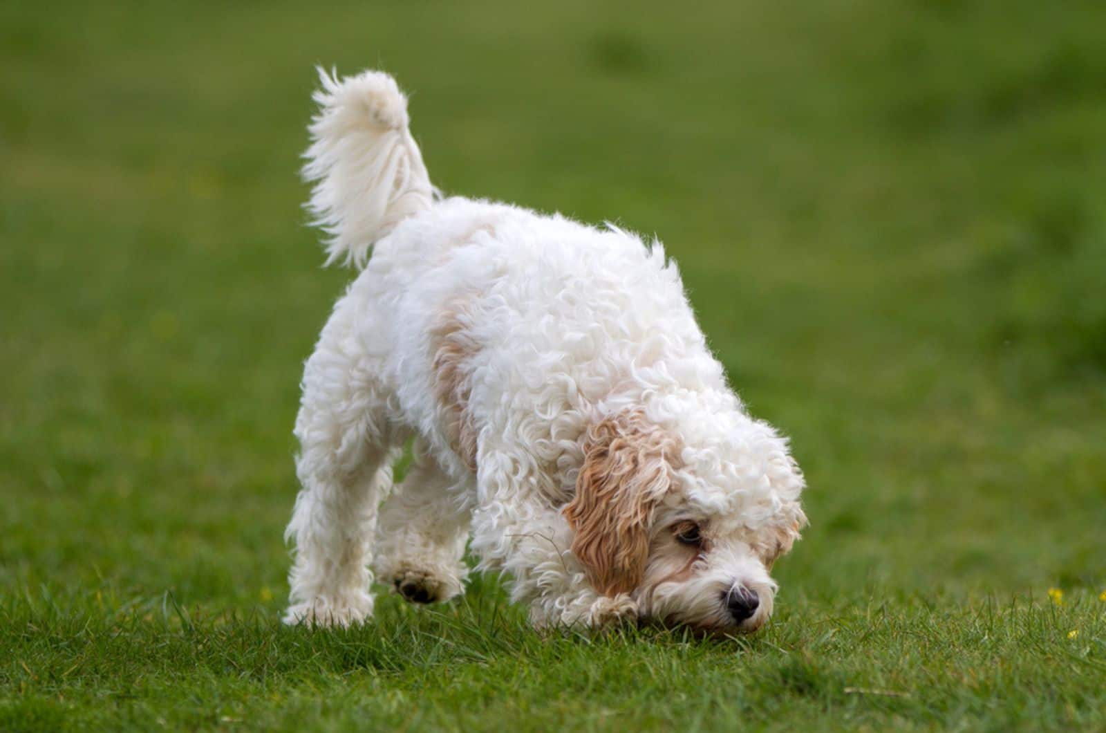 Cavachon puppy enjoying a walk