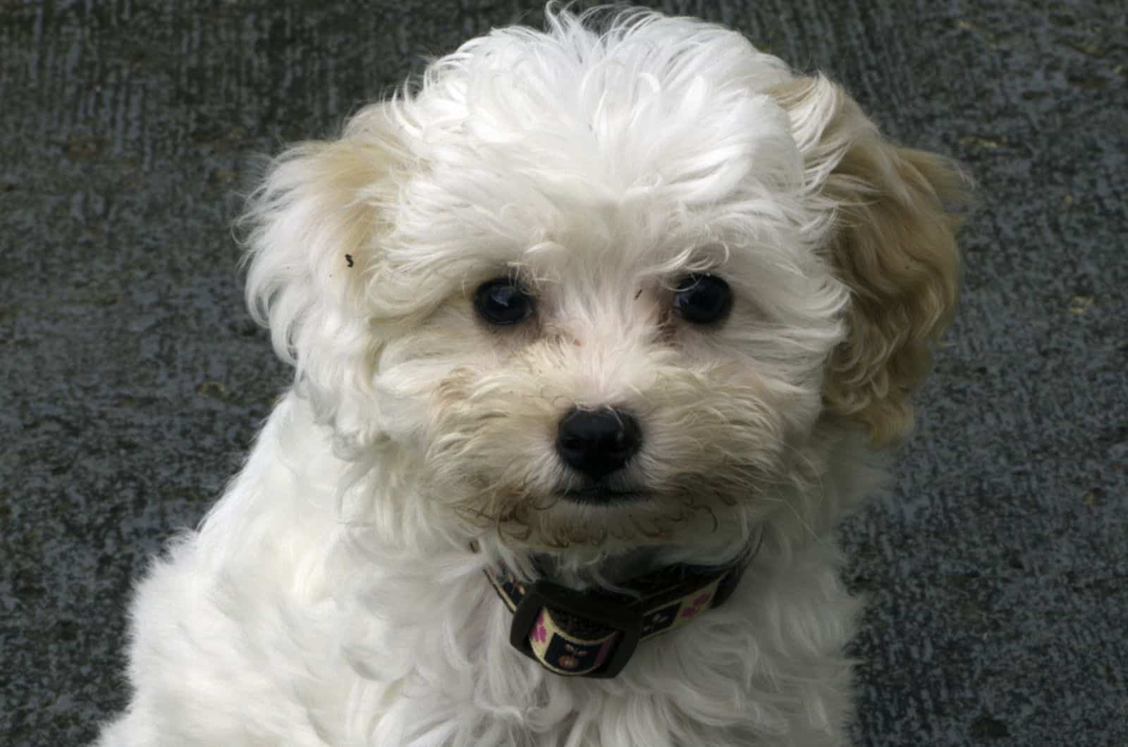 cavachon puppy sitting