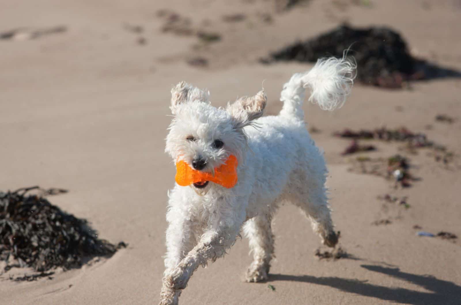 Cavachon running toward camera fetching bright orange plastic bone