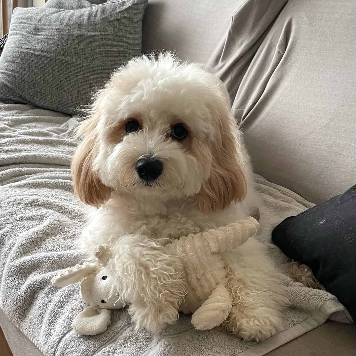 Cavachon with toy