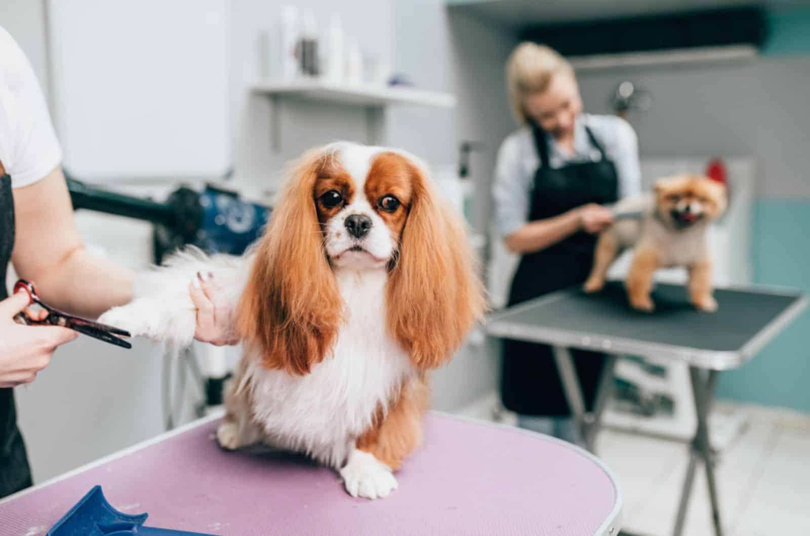 cavalier king charles spaniel at grooming salon