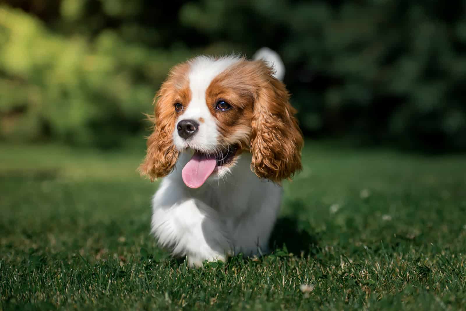 cavalier king charles spaniel running on the grass