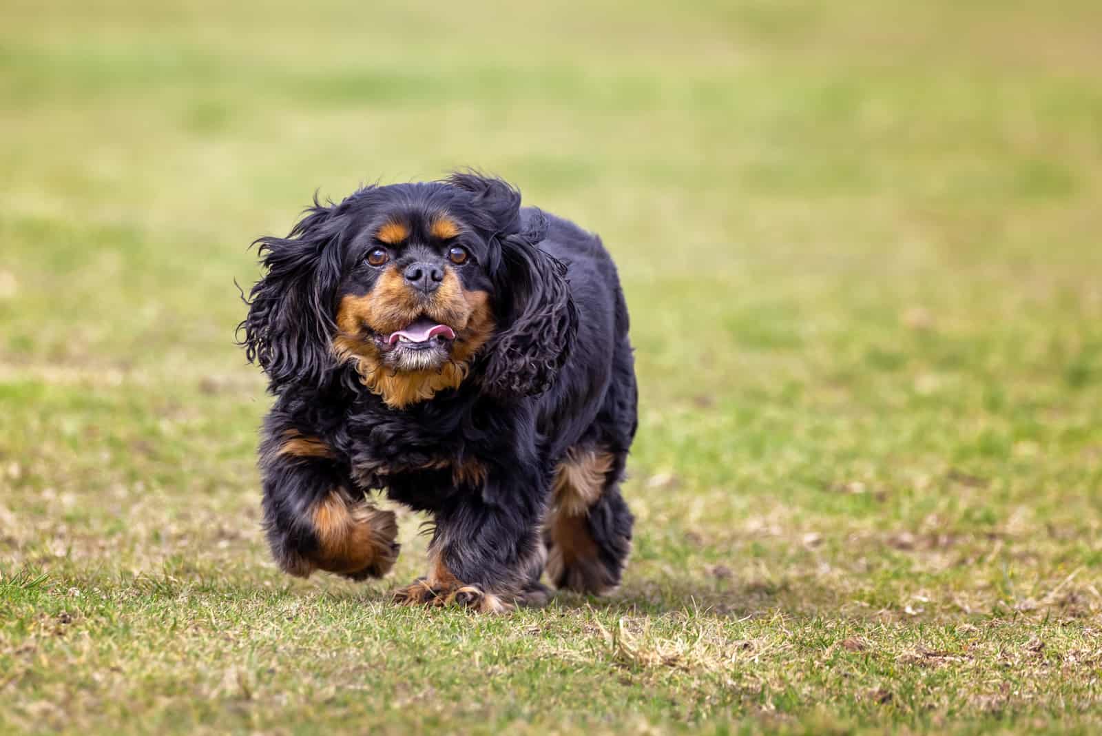 Cavalier King Charles Spaniel black and tan