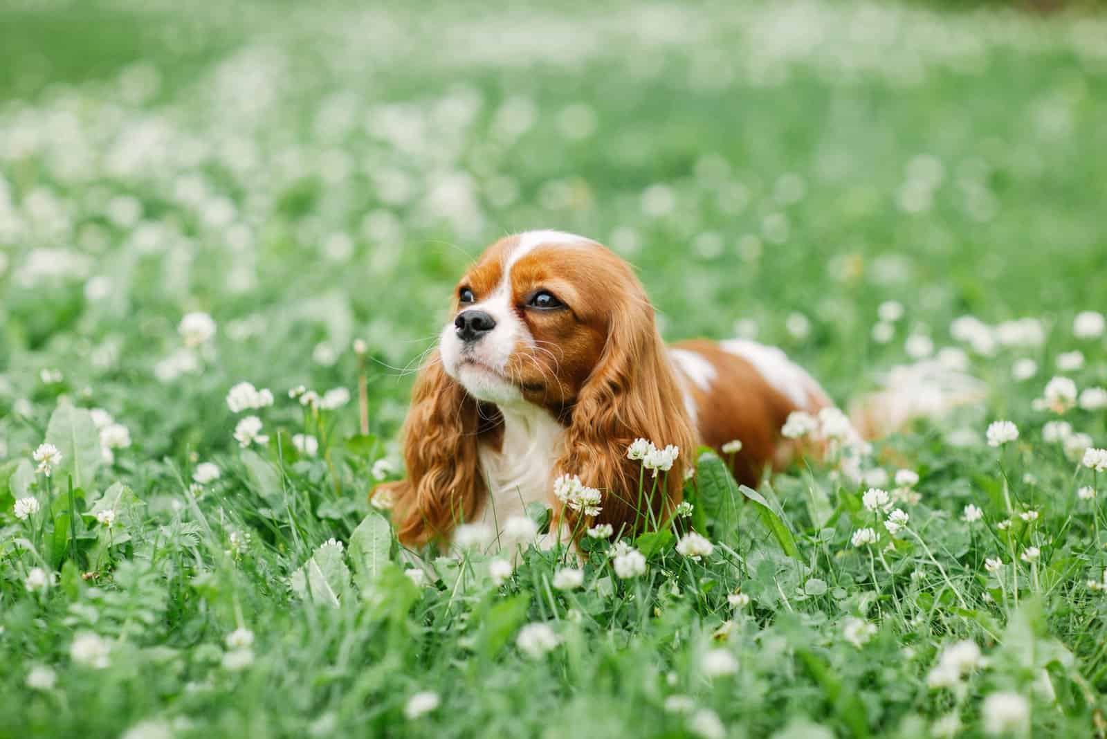 Cavalier King Charles Spaniel Colors: 10 Royal Editions