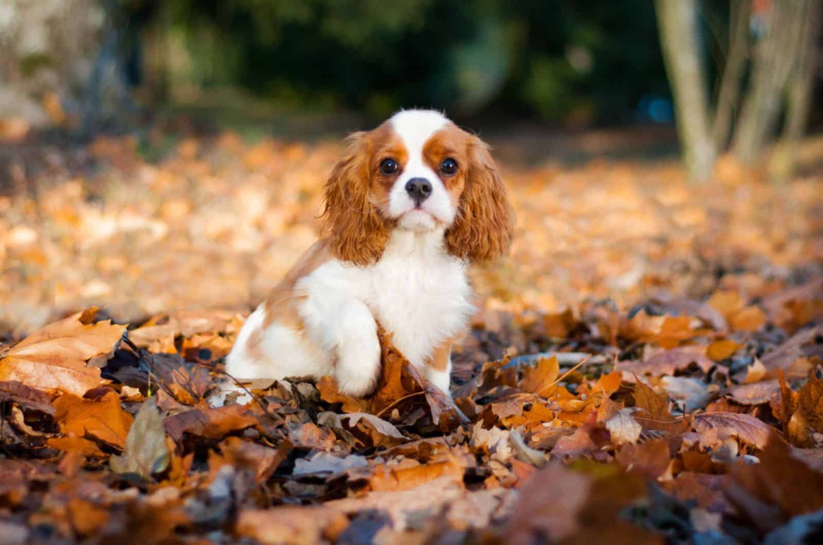 cavalier king charles spaniel dog sitting in the autumn park