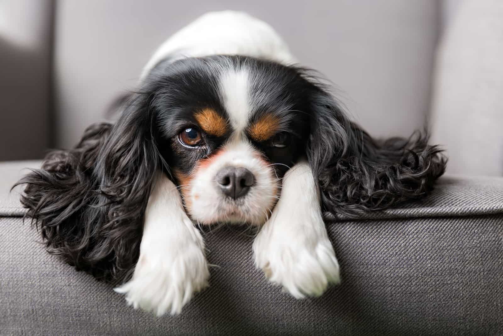 Cavalier King Charles Spaniel lying on sofa