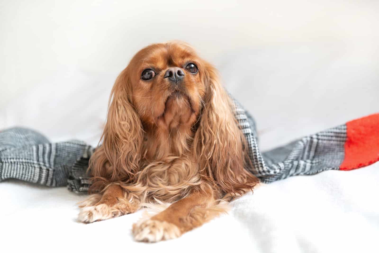 Cavalier King Charles Spaniel lying