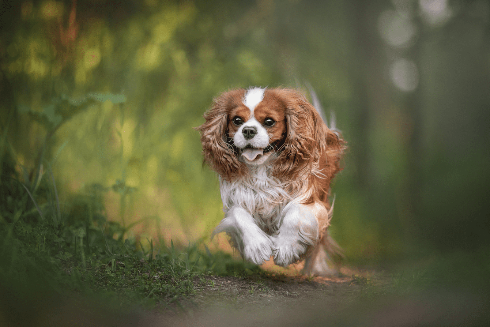 Cavalier King Charles Spaniel runs across the field