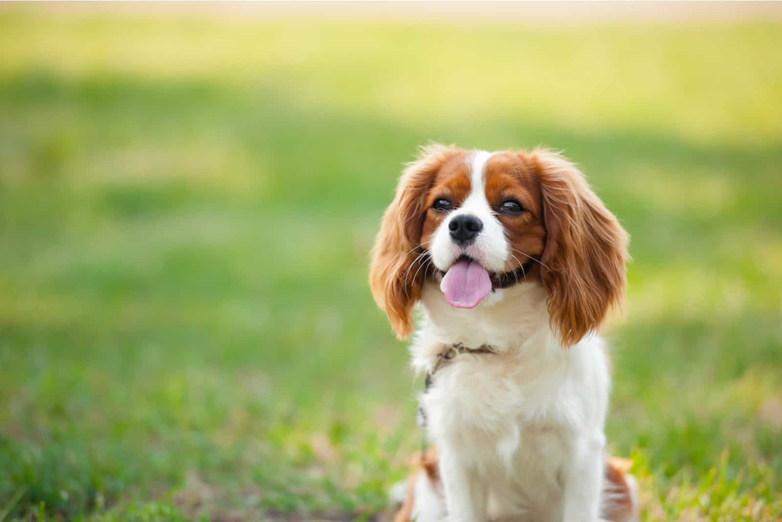 Cavalier King Charles Spaniel sitting on grass outside