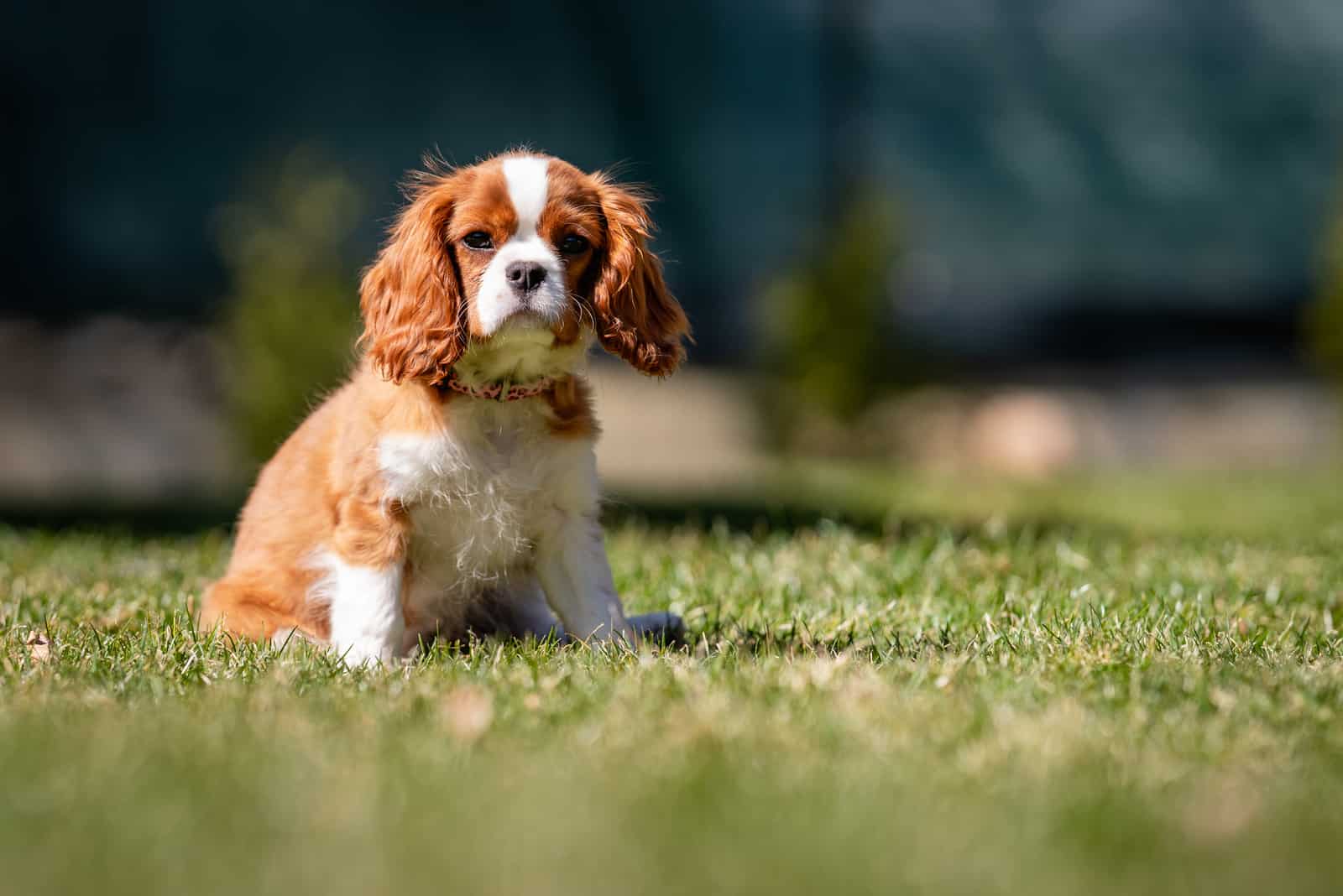 Cavalier King Charles Spaniel sitting on grass