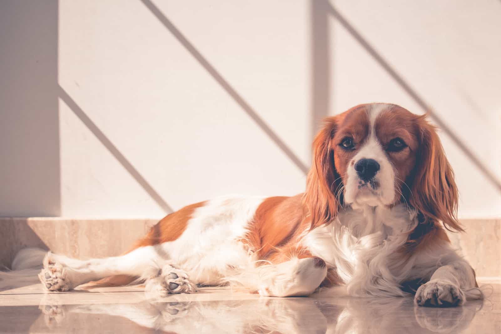 white and brown Cavalier King Charles Spaniel