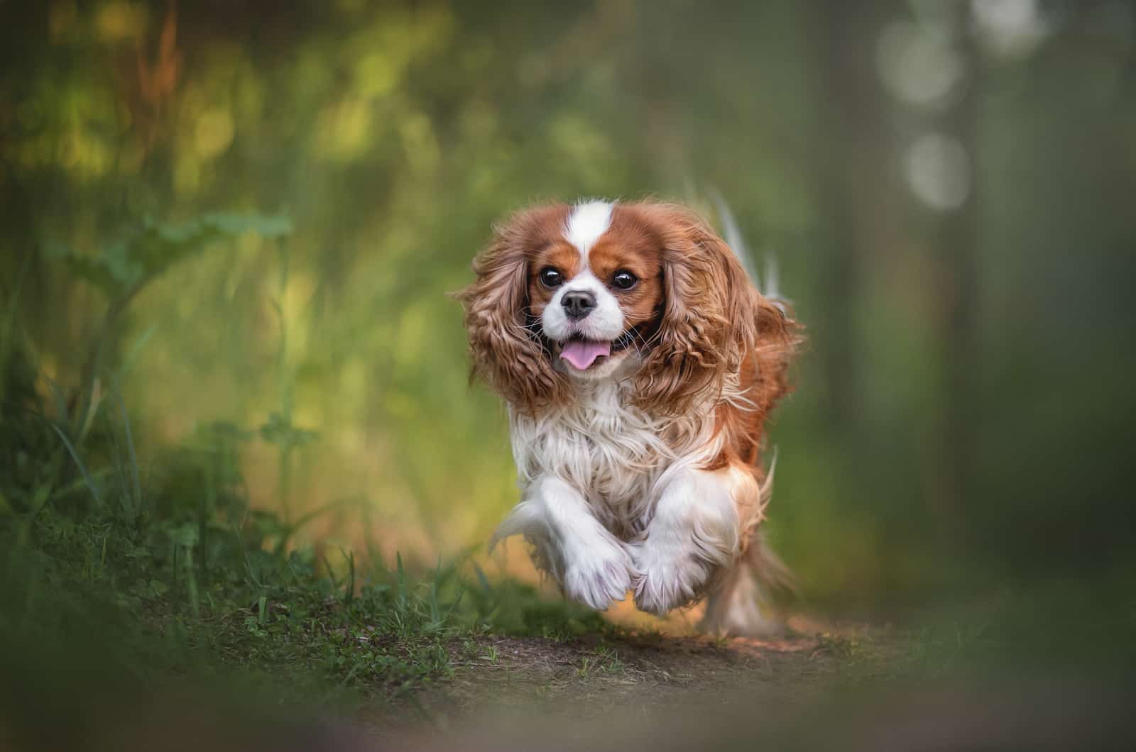 Cavalier King Charles Spaniels runs