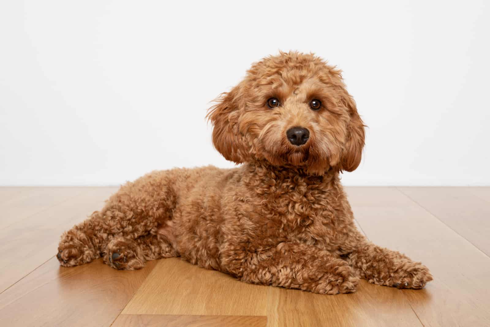 12 Best Cavapoo Breeders In The U.S. – Cute Doodles For Sale