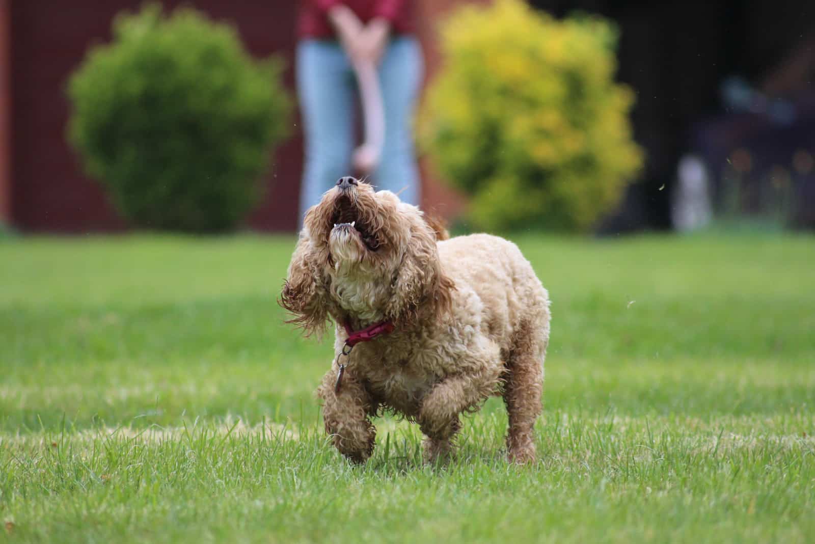 cavapoo breeders in minnesota in background while dog plays on grass