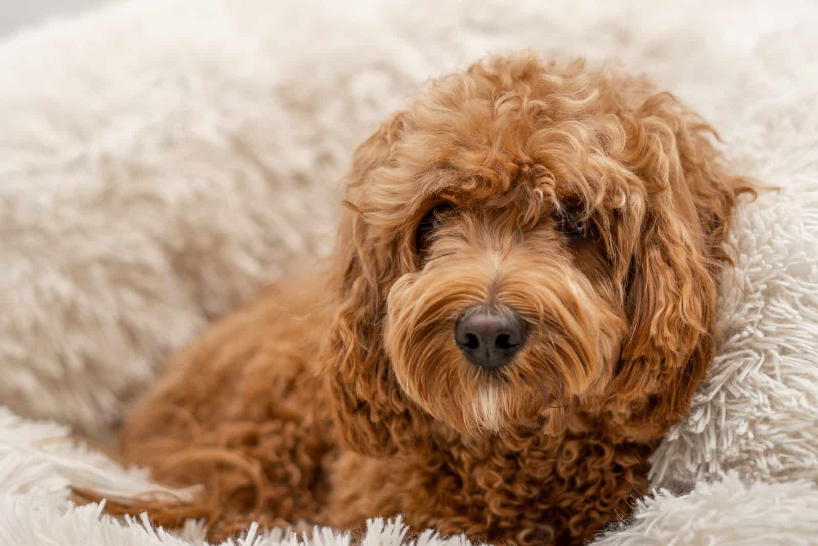 Cavapoo dog in his bed