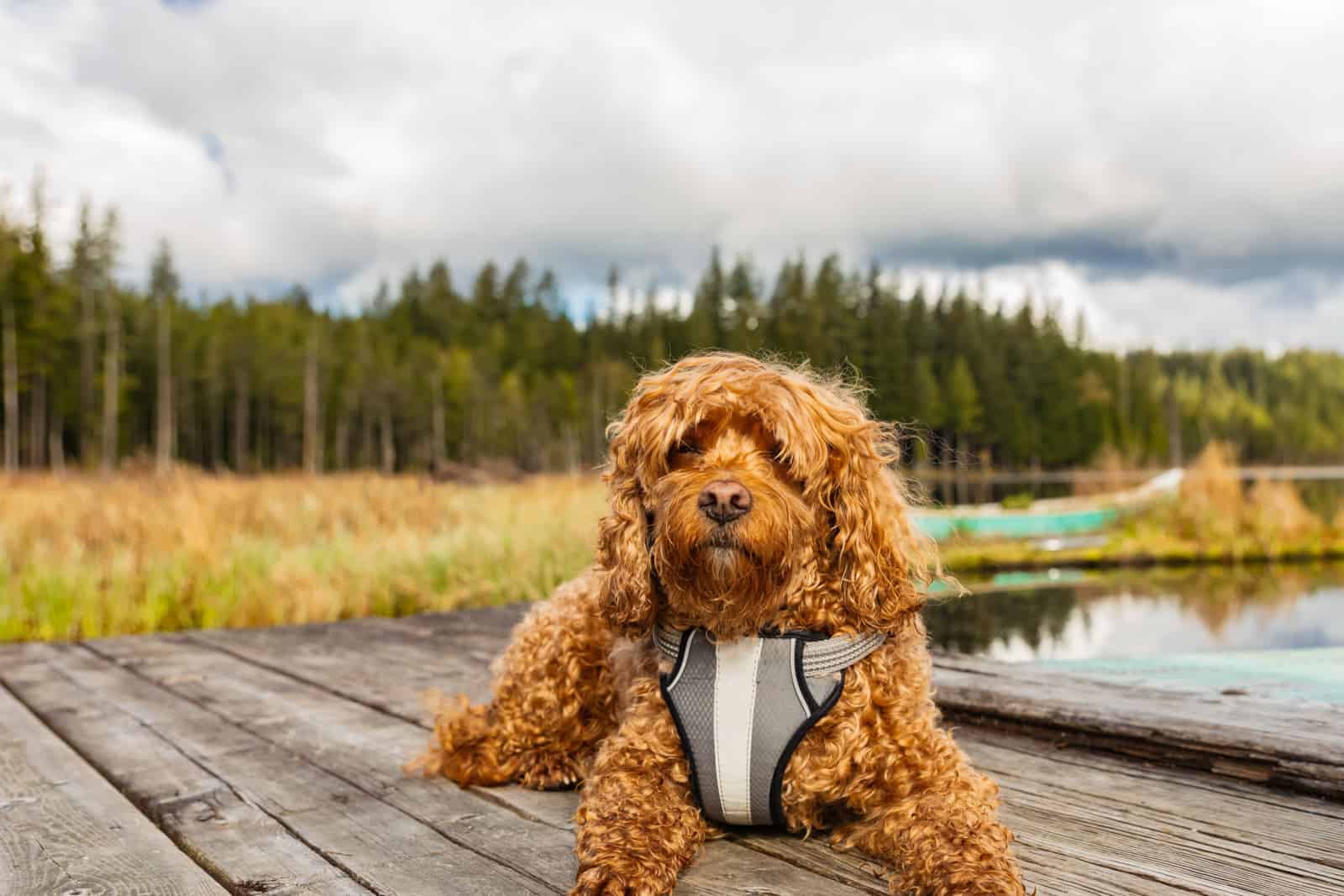 Cavapoo dog in the park