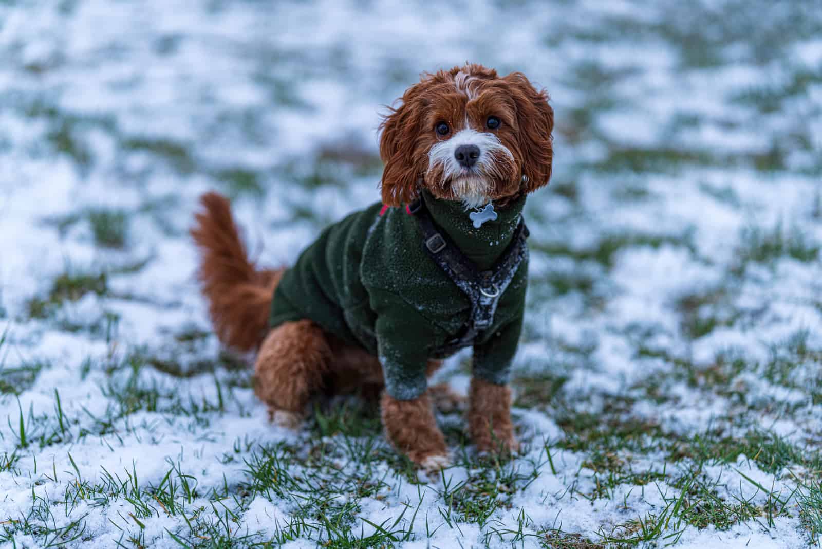 Cavapoo dog sitting on the snow