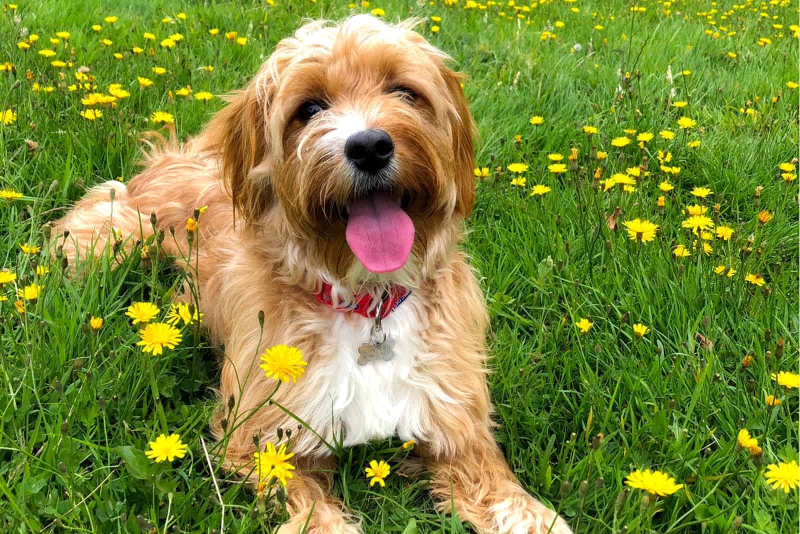 Cavapoo lies and rests in the grass