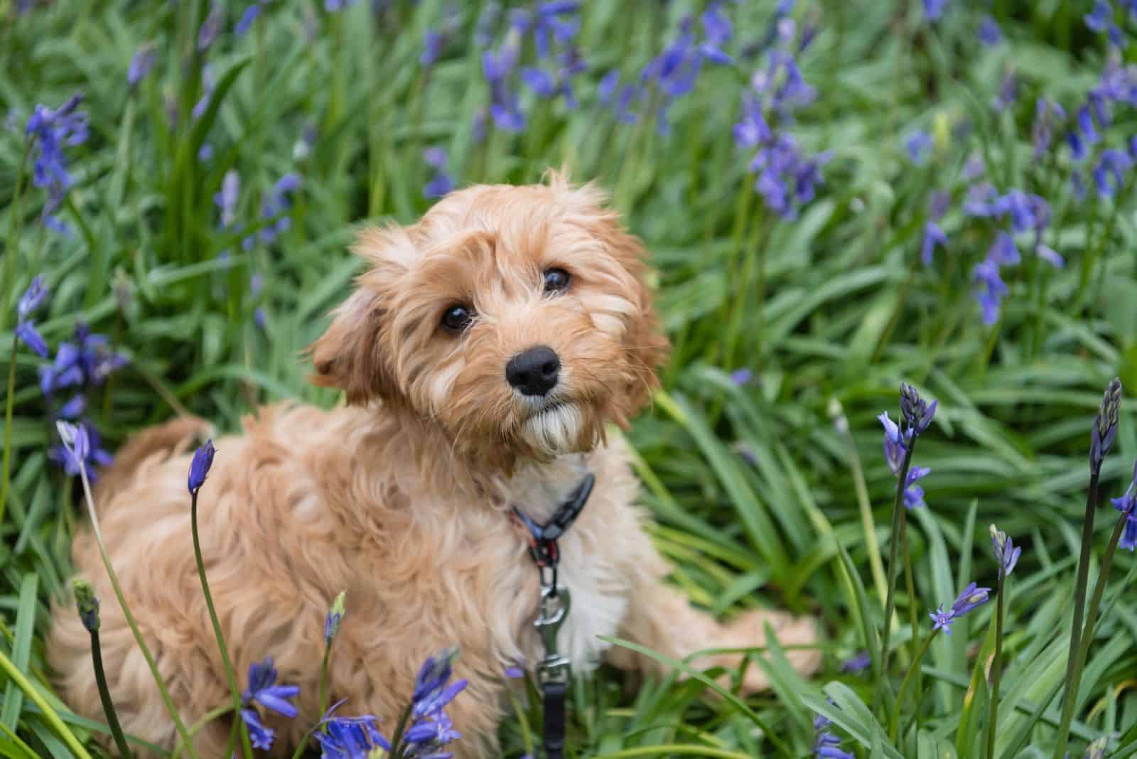 Cavapoo lies in green grass