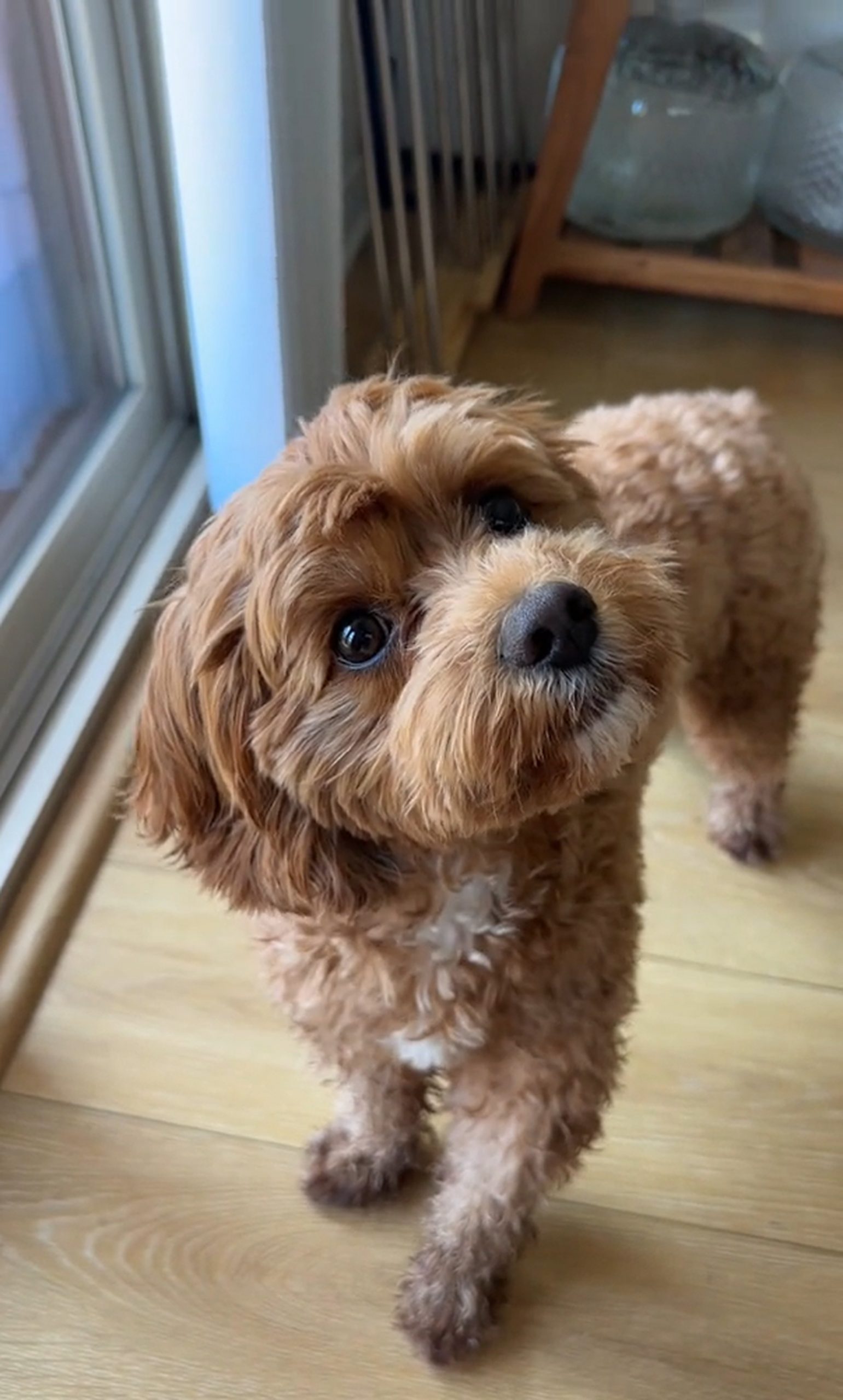 cavapoo looking up