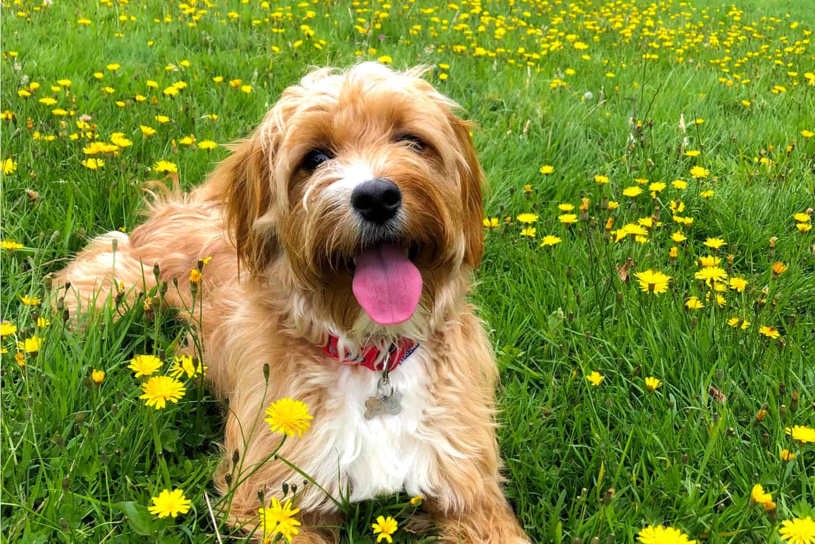 cavapoo lying in field of flowers