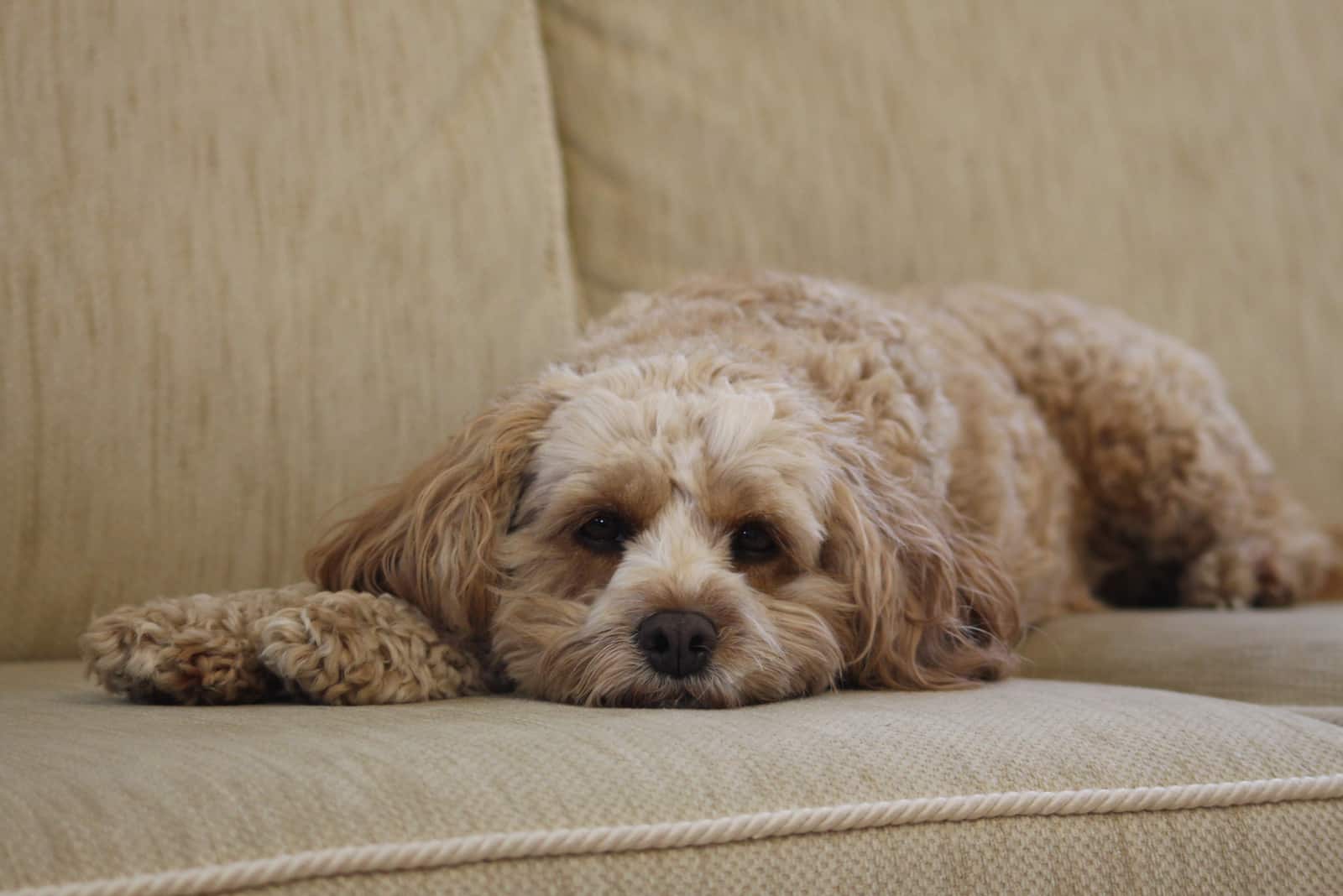 cavapoo lying on bed on sofa