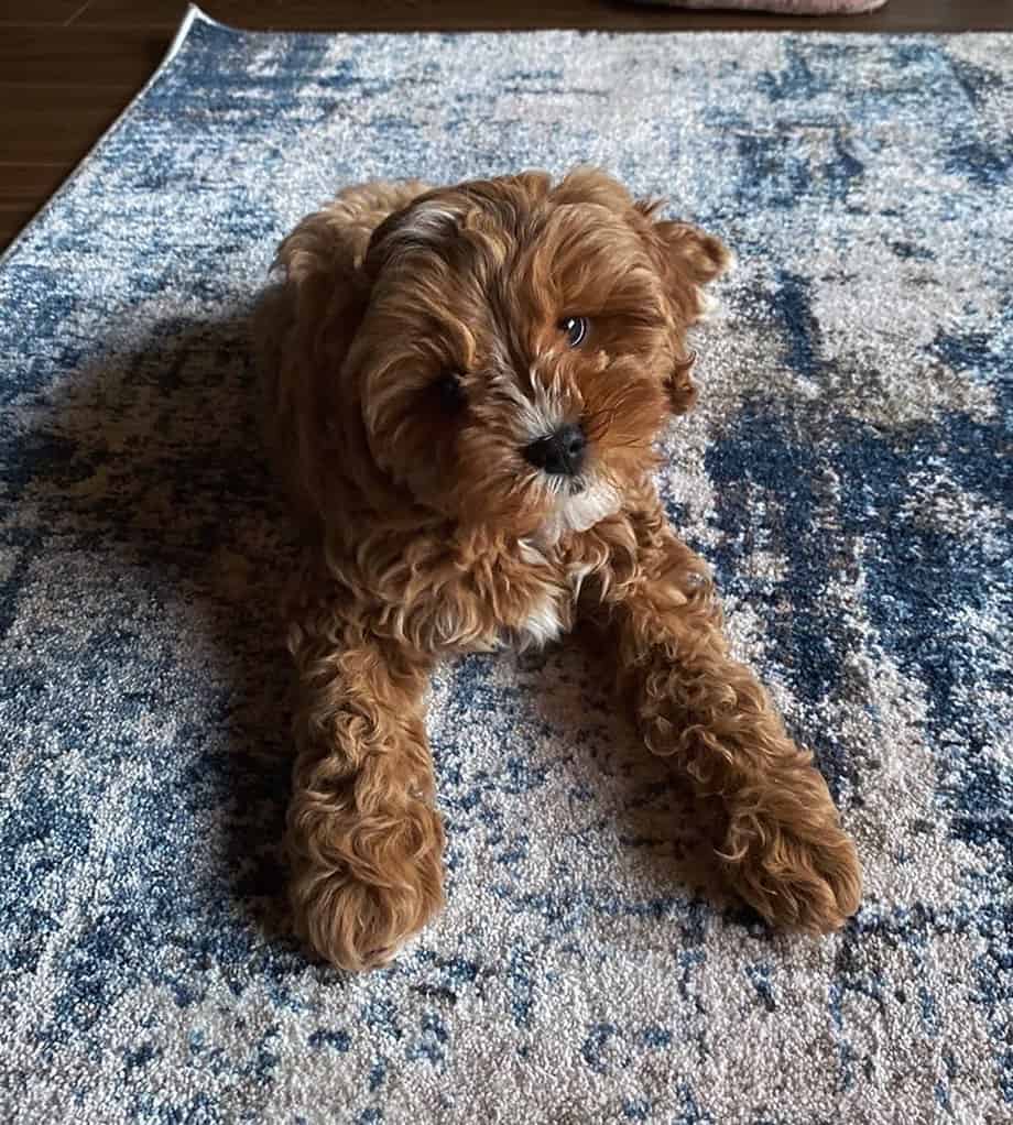 Cavapoo lying on carpet