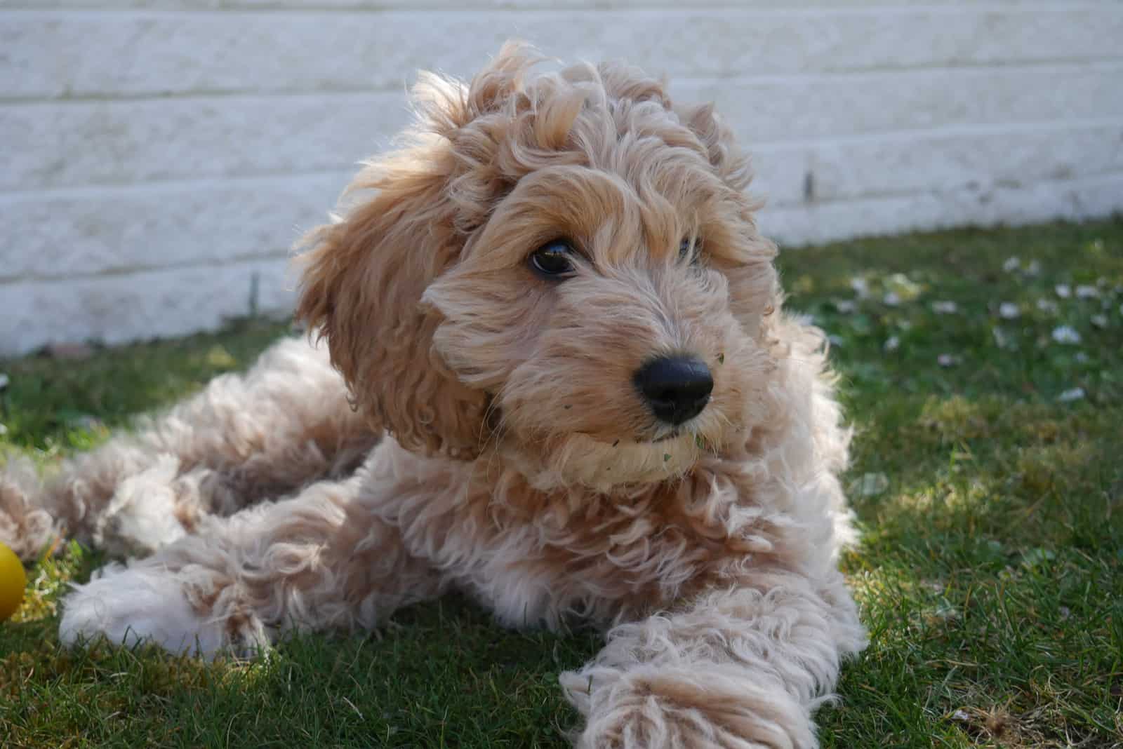 Cavapoo lying on grass in shade