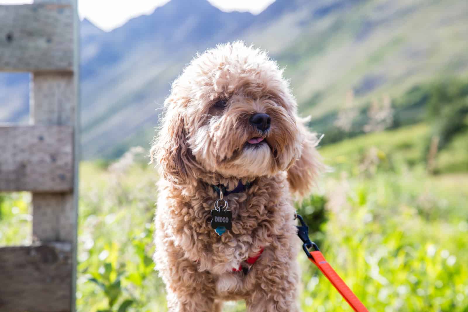 Cavapoo Puppies In Iowa: Top 4 Best Breeders