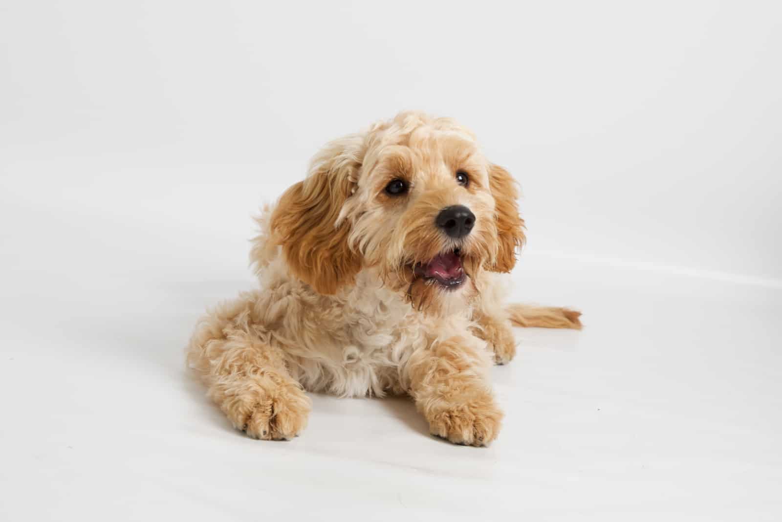 cavapoo puppy