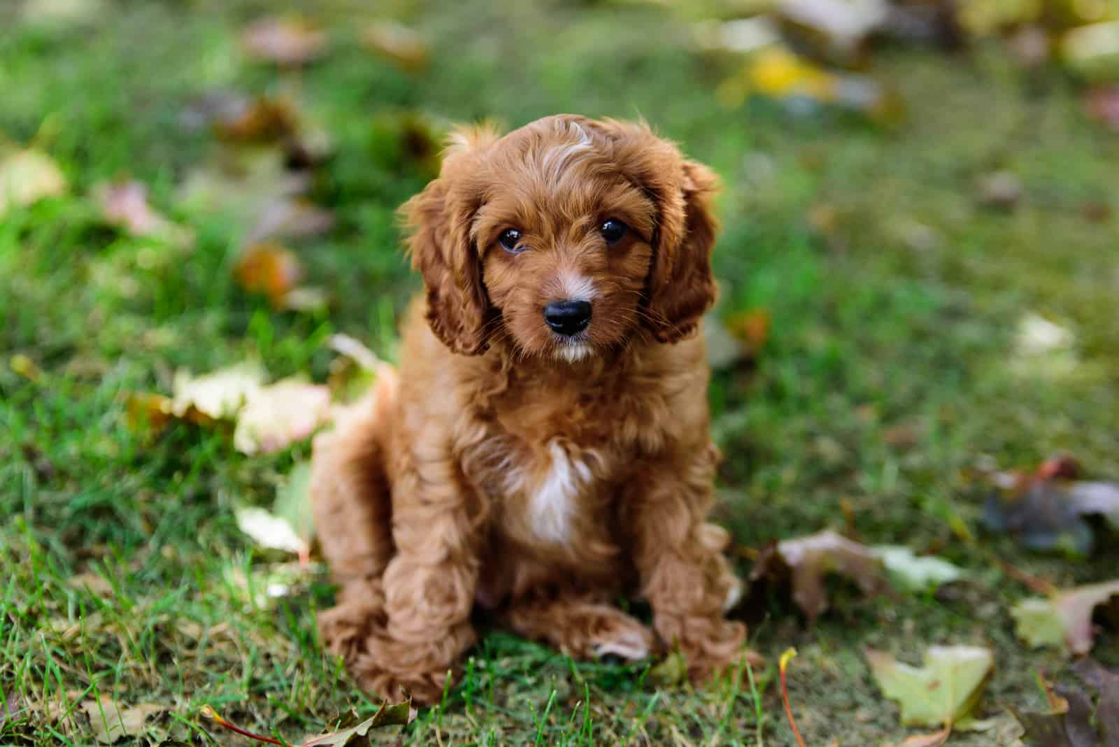 cavapoo puppy in backyard