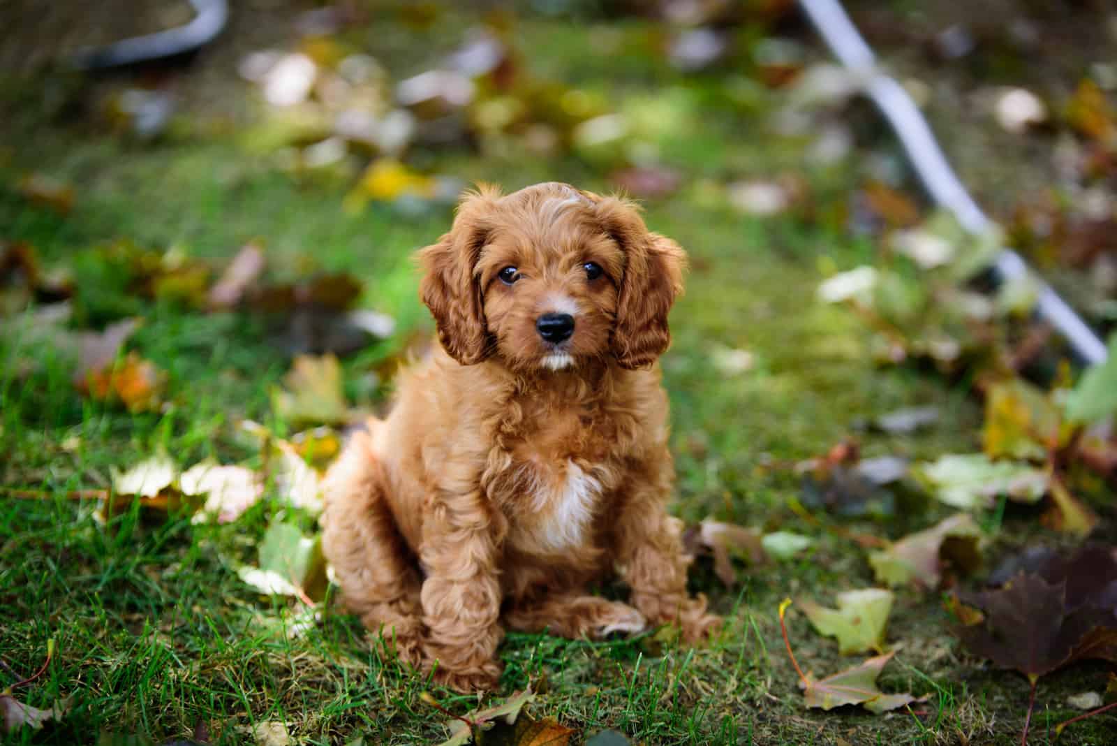 Cavapoo puppy sitting on grass