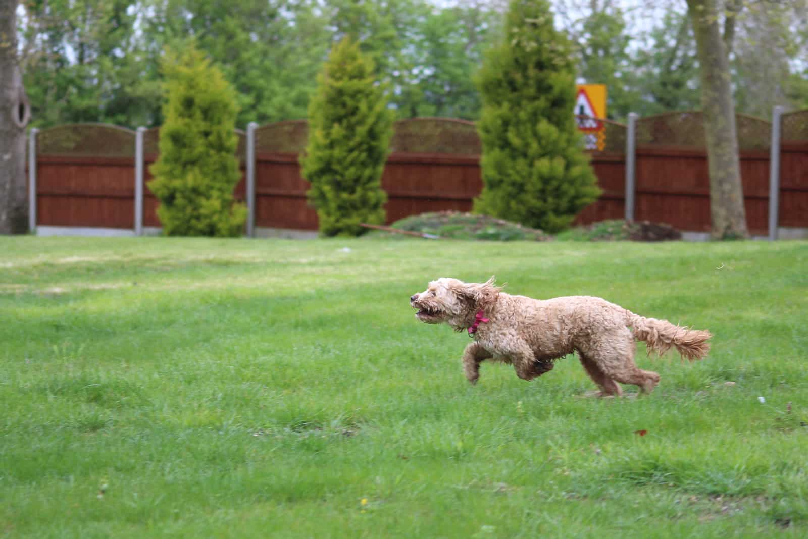 cavapoo running