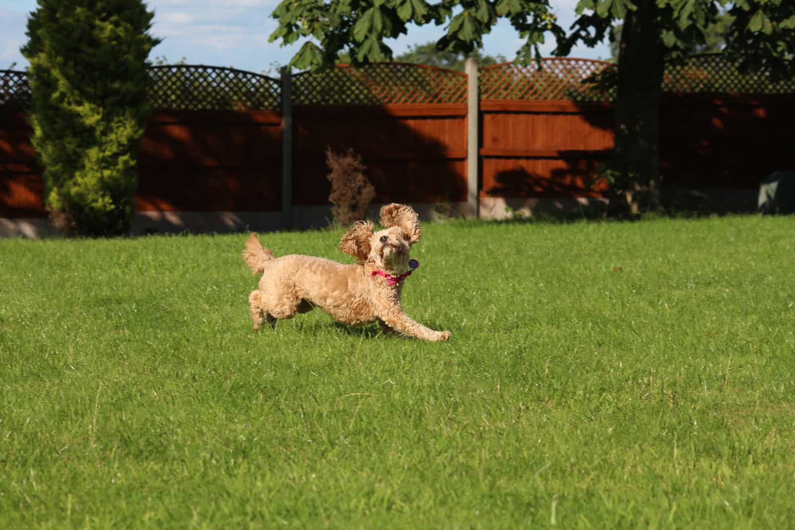 cavapoo runs across the grass