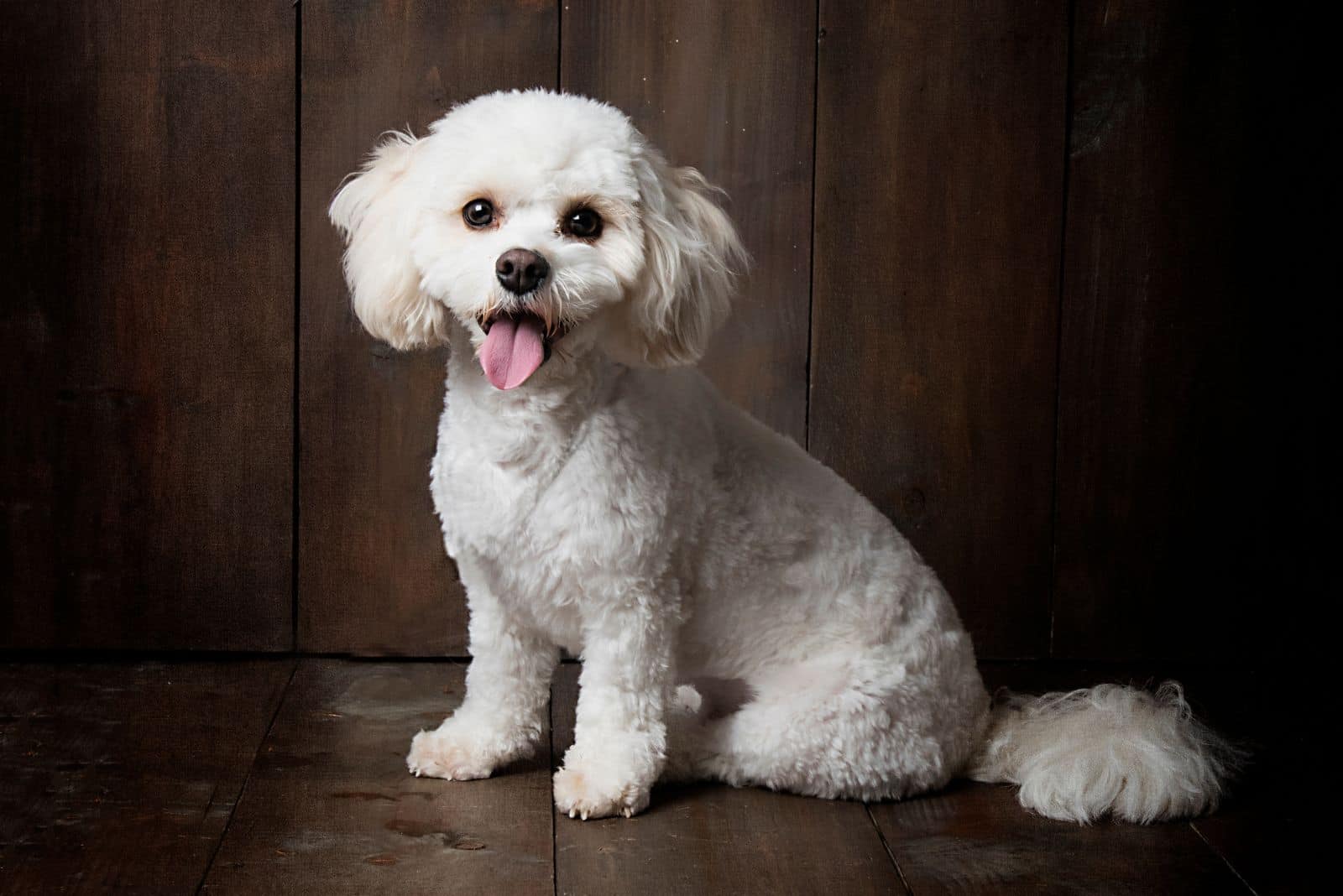 Cavapoo sits on a wooden base