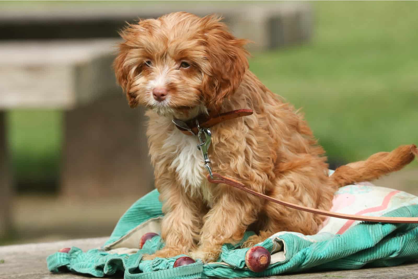 Cavapoo sitting on bag outside