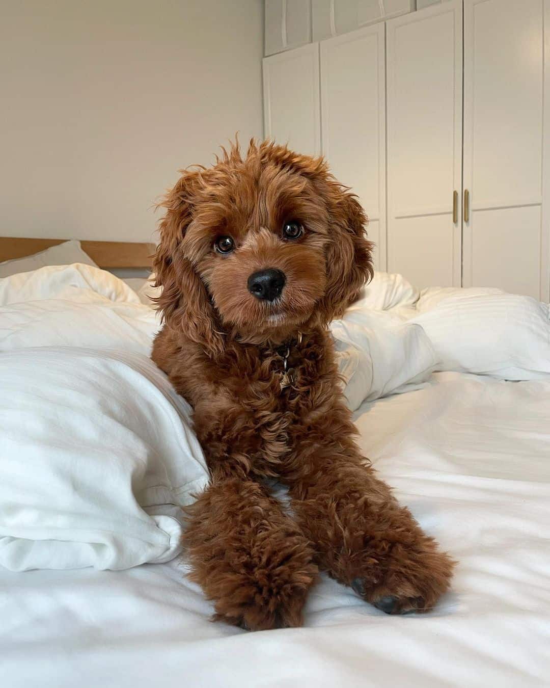 cavapoo sitting on bed