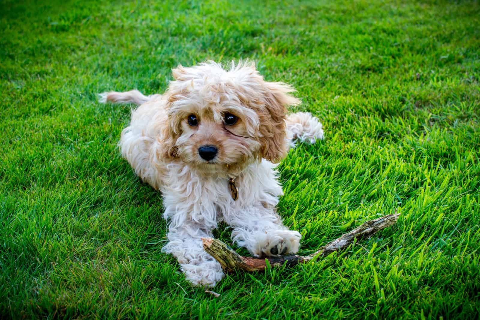 cavapoo sitting on grass looking awaz